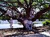 tree3.jpg